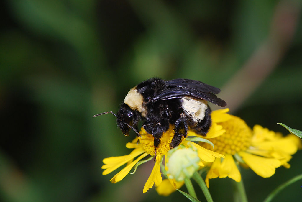 American Bumblebee lands on flower